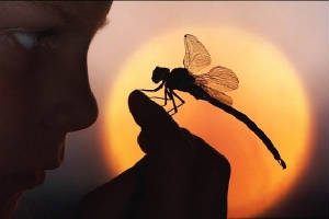 dragonfly2_jpg_w300h200.jpg